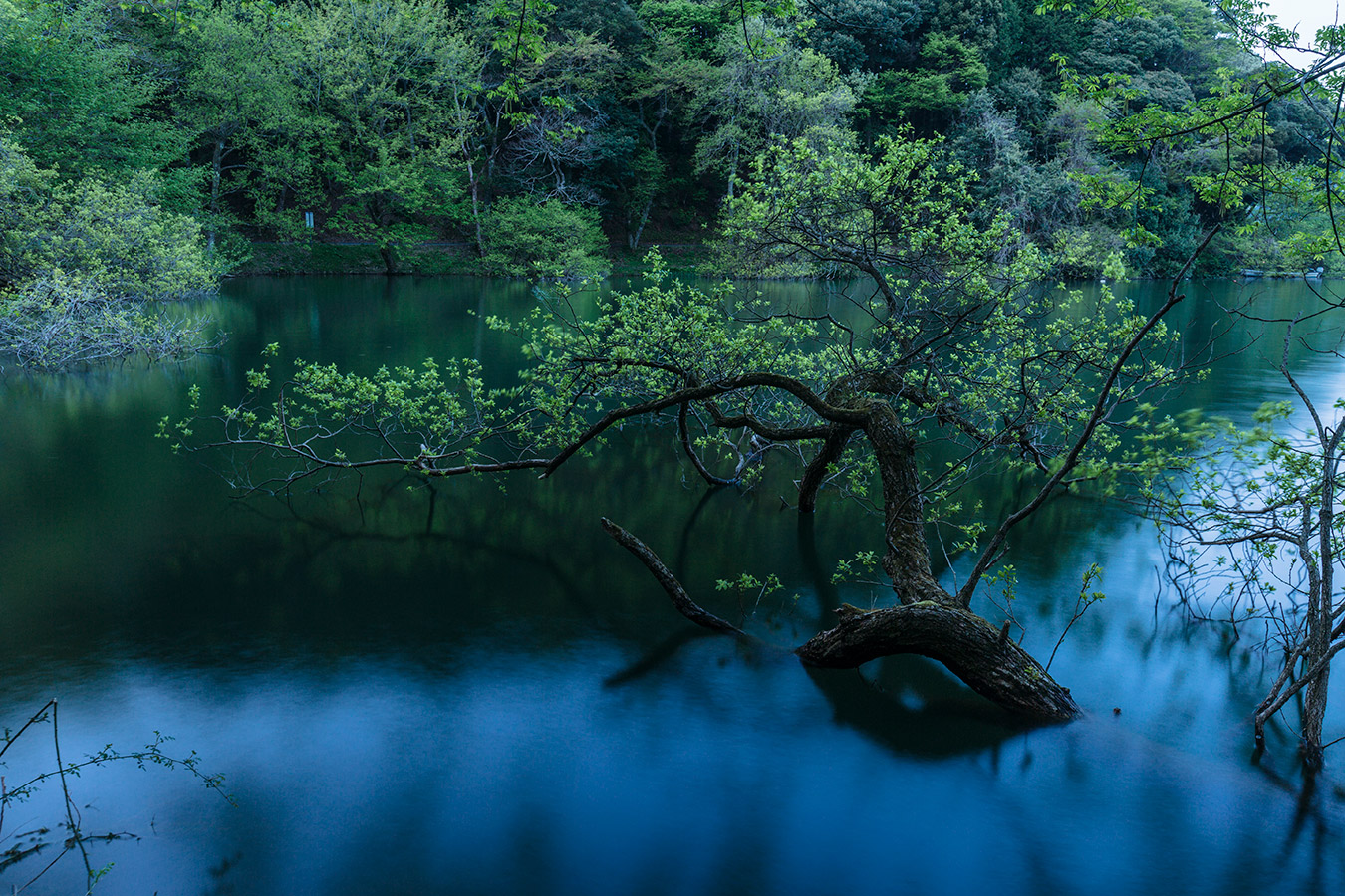 徳山鮓 余呉湖の早春